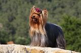 YORKSHIRE TERRIER 526